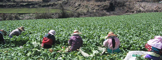 阿蘇高菜漬け詰合せ｜無農薬栽培でつくられる阿蘇高菜